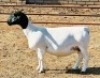 3X DORPER T5 EWE KOWIE DE WITT DORPERS (Pay per animal to take all) - 2