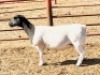 3X DORPER T5 EWE KOWIE DE WITT DORPERS (Pay per animal to take all) - 3