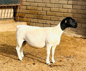 2X DORPER T5 EWE KOWIE DE WITT DORPERS (Pay per animal to take all)