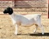 2X DORPER T5 EWE KOWIE DE WITT DORPERS (Pay per animal to take all) - 3