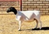 2X DORPER T5 EWE KOWIE DE WITT DORPERS (Pay per animal to take all) - 4