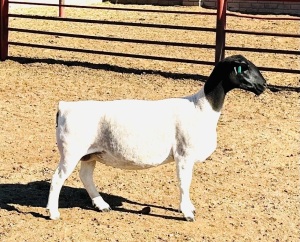 3X DORPER T5 EWE KOWIE DE WITT DORPERS (Pay per animal to take all)