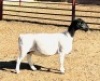 3X DORPER T5 EWE KOWIE DE WITT DORPERS (Pay per animal to take all)