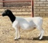 3X DORPER T5 EWE KOWIE DE WITT DORPERS (Pay per animal to take all) - 2