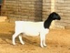 3X DORPER T5 EWE KOWIE DE WITT DORPERS (Pay per animal to take all) - 3
