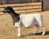 3X DORPER T5 EWE KOWIE DE WITT DORPERS (Pay per animal to take all) - 4