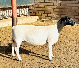 3X DORPER T5 EWE KOWIE DE WITT DORPERS (Pay per animal to take all)