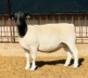 3X DORPER T5 EWE KOWIE DE WITT DORPERS (Pay per animal to take all) - 2