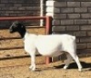3X DORPER T5 EWE KOWIE DE WITT DORPERS (Pay per animal to take all) - 3
