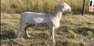 1X WHITE DORPER T5 EWE TASK WIT DORPERS