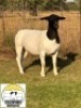 1X DORPER T4 EWE TIEGERPOORT DORPERS