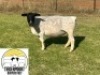 3X DORPER T4 EWE TIEGERPOORT DORPERS - 2