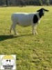 3X DORPER T4 EWE TIEGERPOORT DORPERS - 3