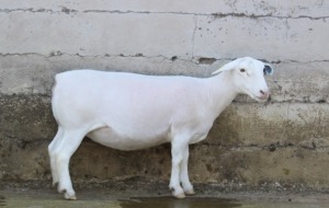 1X WHITE DORPER T5 EWE JTV WITDORPERS