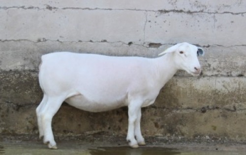 1X WHITE DORPER T5 EWE JTV WITDORPERS