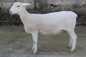 1X WHITE DORPER T4 EWE JTV WITDORPERS