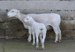 1X WHITE DORPER T5 EWE JTV WITDORPERS