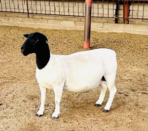 3X DORPER T4 EWE KOWIE DE WITT DORPERS