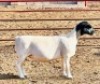 3X DORPER T4 EWE KOWIE DE WITT DORPERS - 2