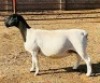 3X DORPER T4 EWE KOWIE DE WITT DORPERS - 3