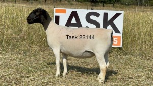 1X DORPER T3 EWE TASK DORPERS