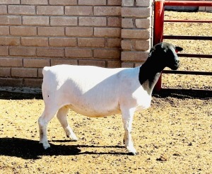 2X DORPER EWE KOWIE DE WITT DORPERS (Pay per animal to take all)