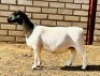2X DORPER EWE KOWIE DE WITT DORPERS (Pay per animal to take all) - 2