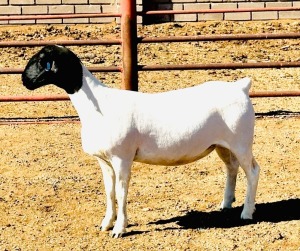 4X DORPER T4 EWE KOWIE DE WITT DORPERS (Pay per animal to take all)