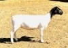 4X DORPER T4 EWE KOWIE DE WITT DORPERS (Pay per animal to take all) - 2
