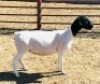 4X DORPER T4 EWE KOWIE DE WITT DORPERS (Pay per animal to take all) - 3