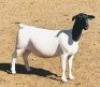 4X DORPER T4 EWE KOWIE DE WITT DORPERS (Pay per animal to take all) - 4