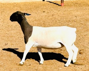 2X DORPER T5 EWE KOWIE DE WITT DORPERS (Pay per animal to take all)