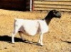 2X DORPER T5 EWE KOWIE DE WITT DORPERS (Pay per animal to take all) - 2