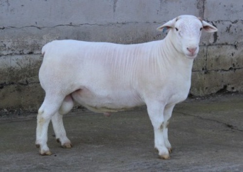 1X WHITE DORPER T4 RAM JTV WITDORPERS