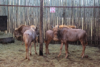 4 X GOUEWILDEBEES M:4 BOERGEES (PER STUK OM LOT TE NEEM)