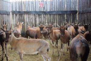 15 X BLESBOK LAMMERS MBWB 3 (PER STUK OM LOT TE NEEM)