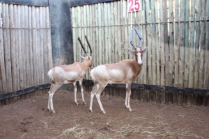 2 X SAALRUG-BLESBOK M:2 V/F: BOERGEES (PER STUK OM LOT TE NEEM)