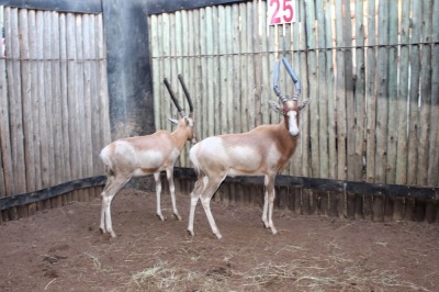 2 X SAALRUG-BLESBOK M:2 V/F: BOERGEES (PER STUK OM LOT TE NEEM)