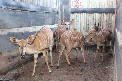 4 X NYALA V/F:4 MBWB 3 (PER STUK OM LOT TE NEEM)