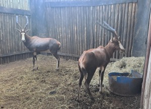 2 X BLESBOK M:2 MBWB 1 (PER STUK OM LOT TE NEEM)