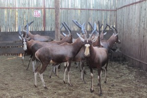 10 X BLESBOK M:10 MBWB 3 (PER STUK OM LOT TE NEEM)