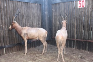 2 X GEEL-BLESBOK M:2 16"+ MBWB 7 (PER STUK OM LOT TE NEEM)