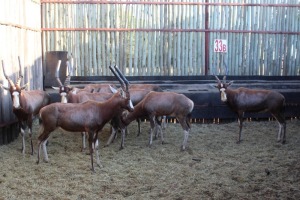 8 X BLESBOK M:8 MBWB 3 (PER STUK OM LOT TE NEEM)