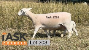 1+1X WHITE DORPER T5 EWE TASK WIT DORPER