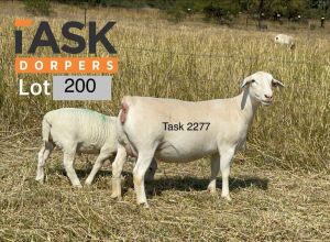 1+1X WHITE DORPER T5 EWE TASK WIT DORPER