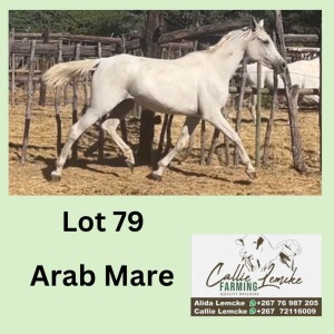 1X ARAB MARE CALLIE LEMCKE