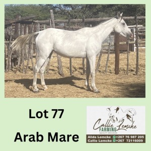 1X ARAB MARE CALLIE LEMCKE