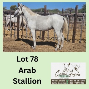 1X ARAB STALLION CALLIE LEMCKE