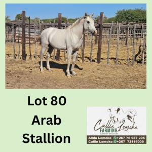 1X ARAB STALLION CALLIE LEMCKE