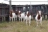 5X BOERGOAT EWE GH MULLER & SEUNS